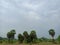 Palm trees in the dry lands of tamil nadu