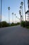 Palm Trees - Elysian park California