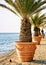 Palm trees at Embankment of the Adriatic Sea in Izola fishing village, Slovenia