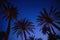 Palm trees in the evening or night