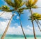 Palm trees in famous La Caravelle beach in Guadeloupe