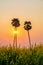 Palm trees in the field Crotalaria