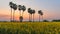 Palm trees in the field Crotalaria