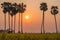 Palm trees in the field Crotalaria