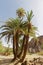 Palm trees in Fint Oasis near Ouarzazate town