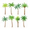 Palm trees flat vector illustrations set. Exotic beach plants isolated design elements pack. Green leaves branches and