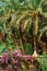 Palm trees and flowers in Draa valley oasis, Morocco. Vertical