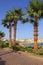 Palm trees and footway in tropical garden, Red sea, Sharm el She