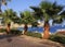 Palm trees and footway in tropical garden, Red sea, Sharm el She