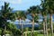 Palm trees form a curtain as the Boca Beach becomes visable