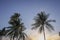 Palm trees on Fort Lauderdale's Beach on a windy morning, Florida, USA