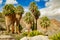 palm trees in the Forty-nine Palms Oasis, Joshua Tree National Park, USA