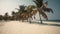 Palm trees framing a serene beachscape