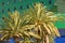 Palm trees in front of a green and blue building in Los Angeles