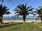 Palm trees in front of the harbour