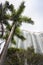 Palm trees in front of skyscrapers in Hong Kong