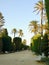 Palm trees in the garden of Alameda Apodaca in CÃ¡diz capital, Andalusia. Spain.