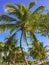 Palm trees grow along beach of Cuban resort