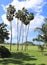 Palm trees growing in a tropical landscape setting