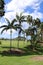 Palm trees growing in a tropical landscape setting