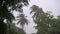 Palm trees in heavy tropical rain