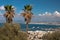 Palm trees on the hill overlooking the port and the city Israel Haifa