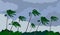 Palm trees hurricane storm landscape