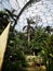 Palm Trees Inside Biosphere at Eden Project