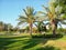 Palm trees in Israeli park