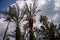 palm trees on an Italian island