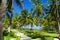 Palm trees in Johnny Cay, Island of San Andres, Colombia