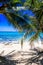 Palm trees in Johnny Cay, Island of San Andres, Colombia in a beautiful beach background