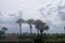 Palm Trees of Jupiter Island, Florida -07