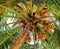 Palm trees with king yellow organic ripe coconut branch background