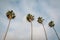 Palm trees in La Jolla Shores, San Diego, California