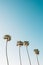 Palm trees in La Jolla Shores, San Diego, California