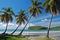 Palm trees on La Sagesse beach on Grenada Island