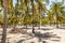 Palm trees on Lamu island in Kenya, Africa