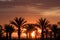 Palm trees during Las Vegas sunrise
