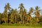 Palm Trees in Late Afternoon Sun, Sri Lanka