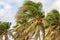 Palm trees leaning in storm