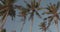 Palm trees leaves sway in the wind against blue sky background