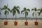 Palm trees line the Brunei Riverside in the CBD of the secretive country