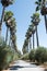 Palm Trees line walkway at a Napa Valley, California Winery