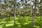 Palm trees in Loro Parque. Spain. Tenerife.