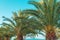 Palm trees with lush green leaves in summer, tropical seaside landscape