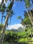 Palm trees, lush vegetation and French West Indies landscape. Tropical lush vegetation landscape under Caribbean blue sky and