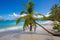 Palm trees Maho Beach on St John in the US Virgin Islands