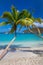 Palm trees Maho Beach on St John in the US Virgin Islands