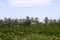 Palm trees in an Mediterranean orange tree field